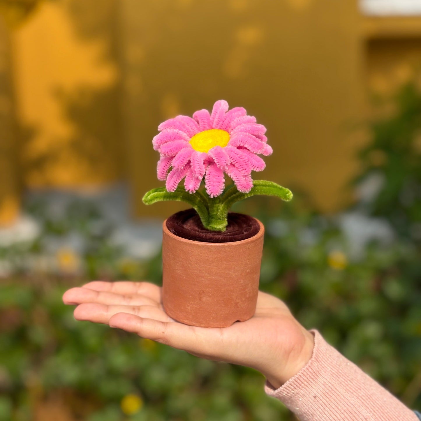 Daisy in Earthen Pot